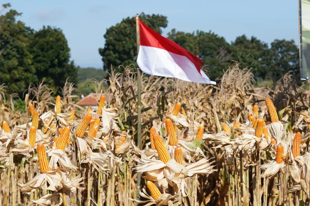 panen jagung warga cihaur majalengka